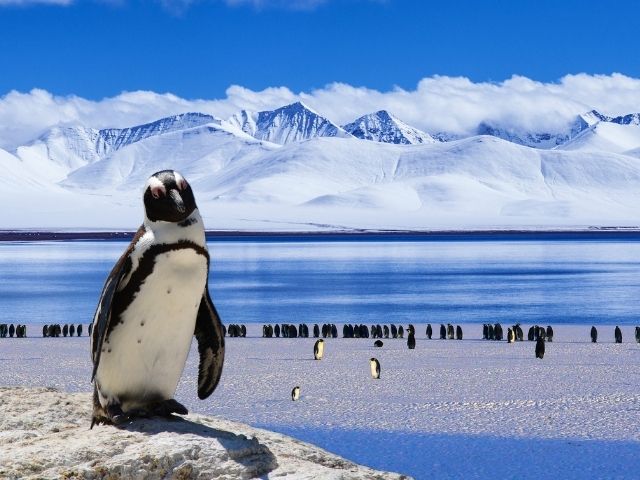 雪の中のペンギン