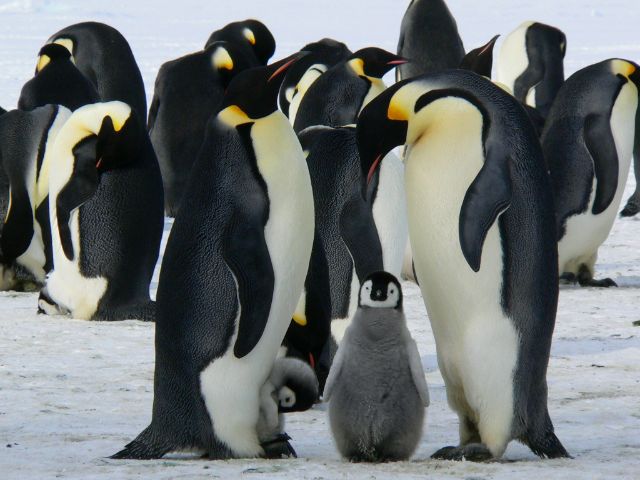 たくさんのペンギン達