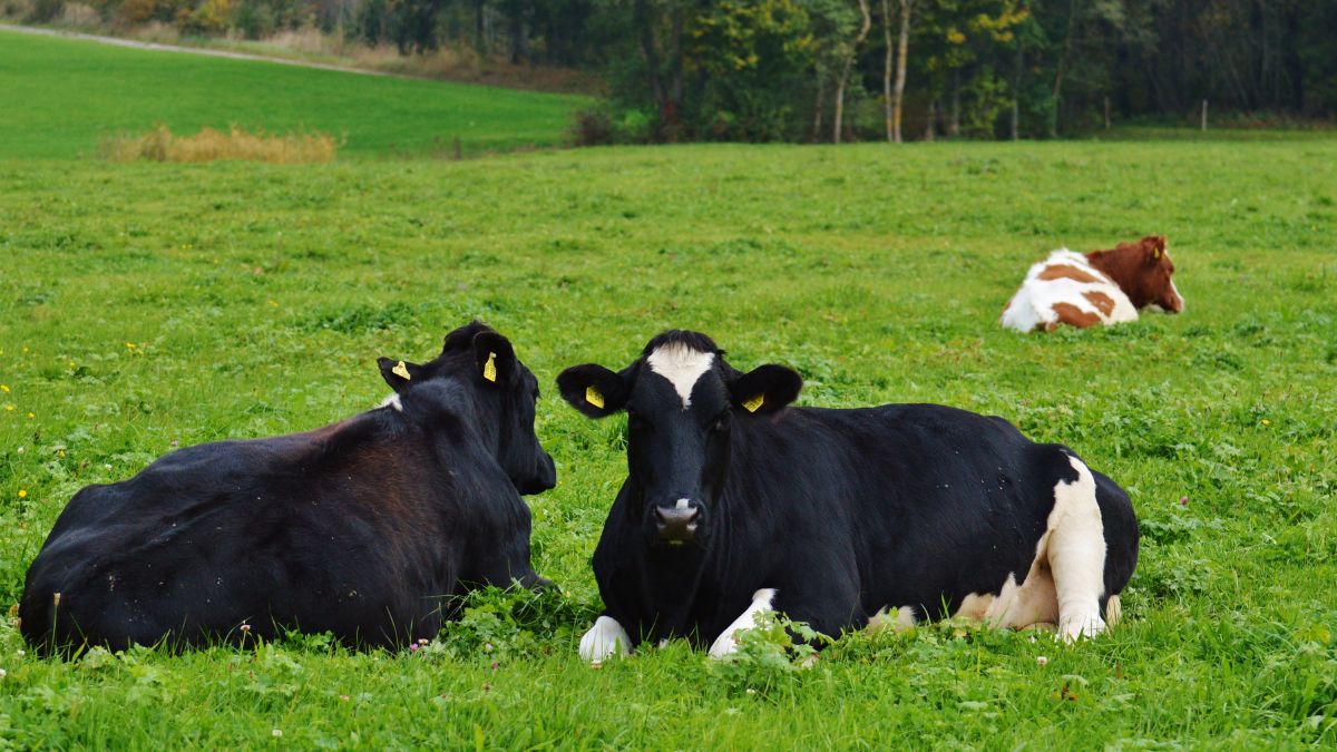 三頭の座っている牛